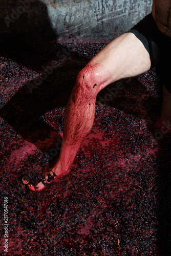 Fotografie Traditional grape stomping during the winemaking process, with a person crushing freshly harvested dark grapes by foot
