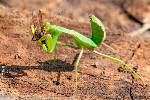 A predatory insect the praying mantis  eats its prey