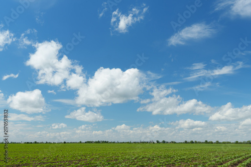 Green agricultural field under blue sky with white clouds