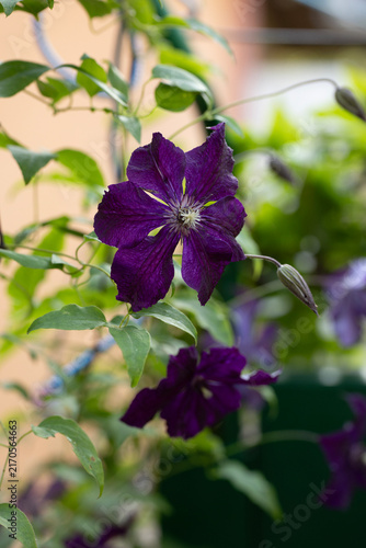 Close-Up of a Beautiful Purple Clematis Flower in Bloom – Macro Floral Photography