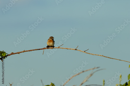 Canvas Print Stonechat on a bramble stem