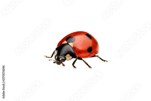 Fotografía Vibrant red and black ladybug with distinct spots is captured in a detailed stud