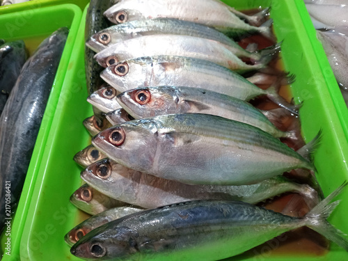 Fresh mackerel fish displayed at market ready for cooking or consumption, ocean seafood harvest