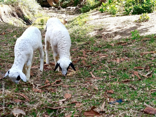A cute white lamb with black patches on its head and back is grazing on the green grass.