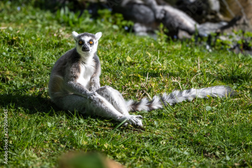 Cuadro en lienzo ring tailed lemur