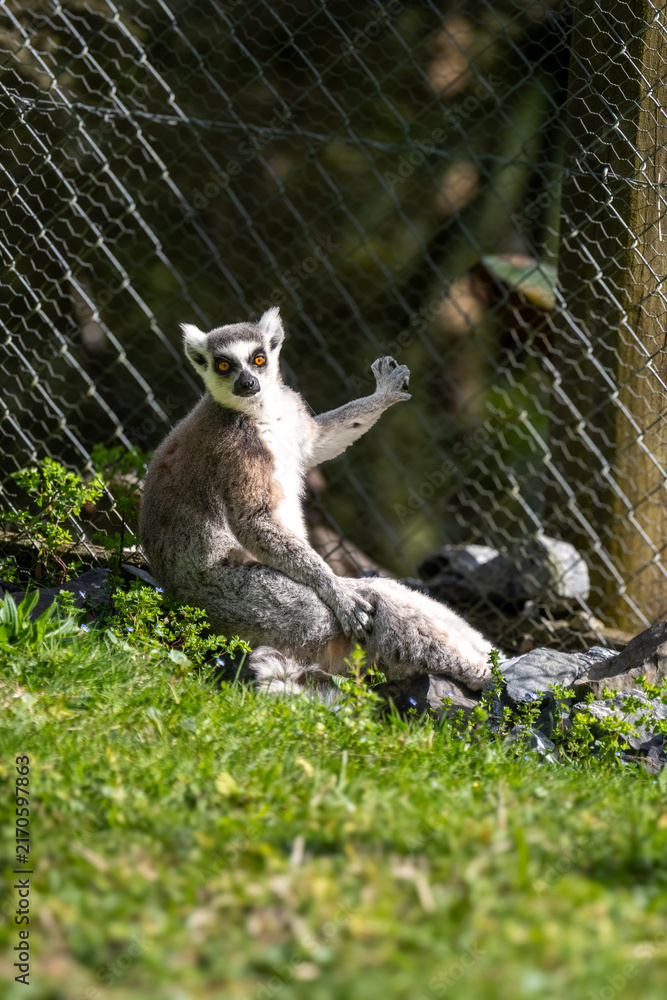 Obraz premium ring tailed lemur