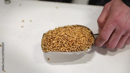 Male hand holding a metal scoop full of wheat berries and shaking it slowly, causing some kernels to fall onto the white surface below in a close-up shot of the raw agricultural product