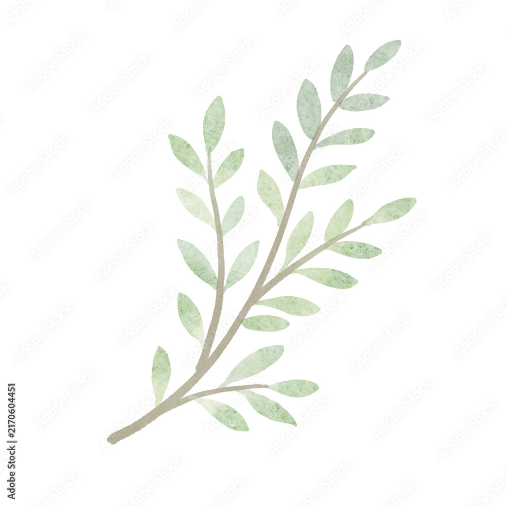 Fototapeta premium Hand Painted Green Leaf Branch Botanical Illustration 