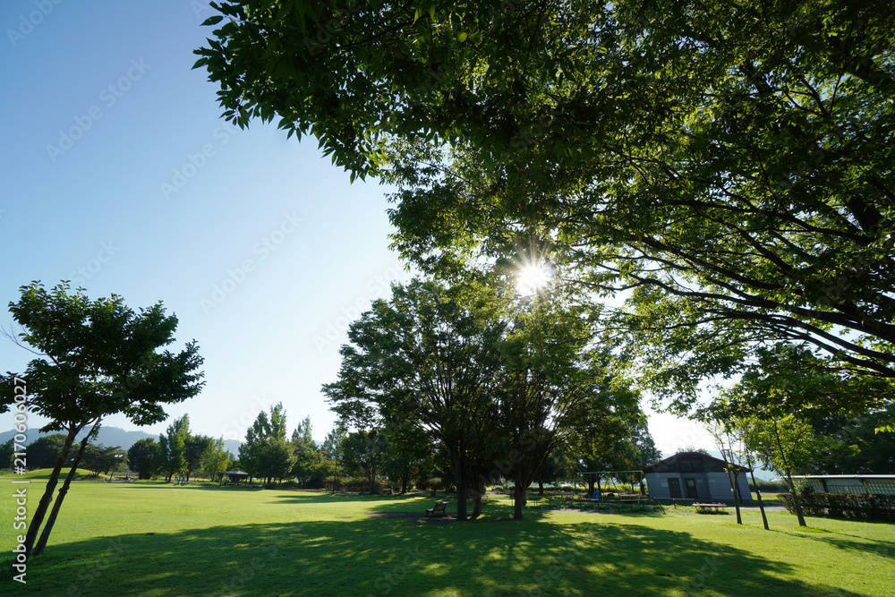Obraz premium Sun Rays Shining Through Tree Leaves in a Park