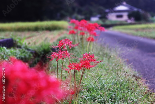 田んぼのあぜ道に咲く彼岸花
