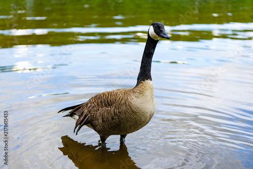 Goose swim in water. Lonely duck at the lake. Goose or duck bird. Fauna and nature. Goose bird in the water. Duck with beak and feather