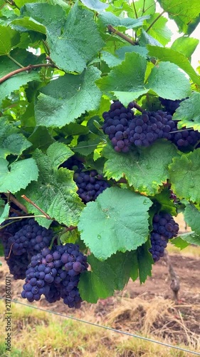Ripe German Blauer Portugieser red wine grapes on grapevine branch in Pfalz vineyard