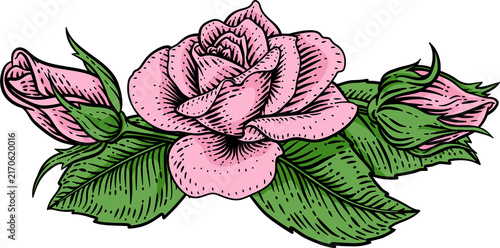 Fotografie A rose flower woodcut illustration in a vintage engraved etching woodcut style