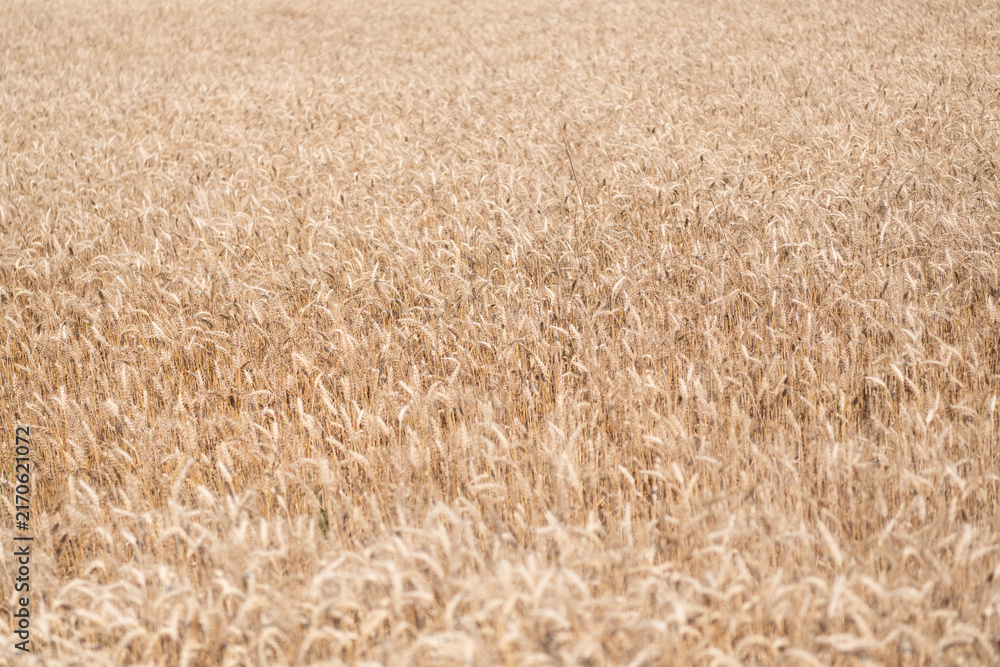 Fototapeta premium Barley grain and spikelet. Wheat ears background. Ripe barley field. Barley grain harvest. Crop harvest in summer. Agriculture field with ripe wheat harvest. Countryside farming