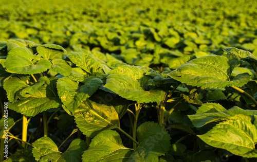Obraz na płótnie Green sunflower plants growing in cultivate field under sunlight, showing agricu