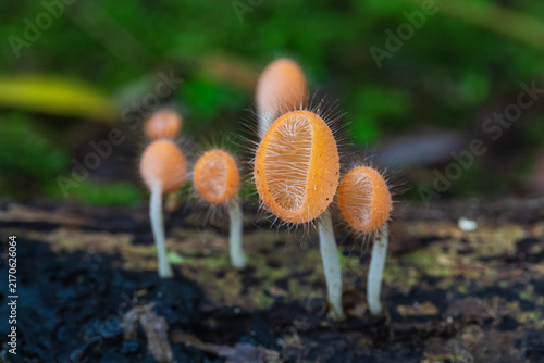 Cookeina tricholoma(Mont.),          the strange of mushroom in the rainy season in tropical forest.