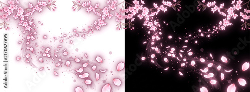 Beautiful pink cherry blossom petals falling from branches on white and black backgrounds