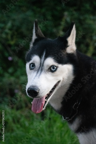 Konstfotografi Portrait of a happy black and white Siberian Husky dog with piercing blue eyes and open mouth smiling outdoors in a green garden park with blurred nature background