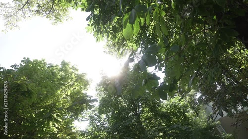 Sunlit tree canopy with sunbeam piercing foliage captured from low-angle under dense green leaves, with sunlight, canopy, leave, foliage detail, showing backlight, sunflare, green,