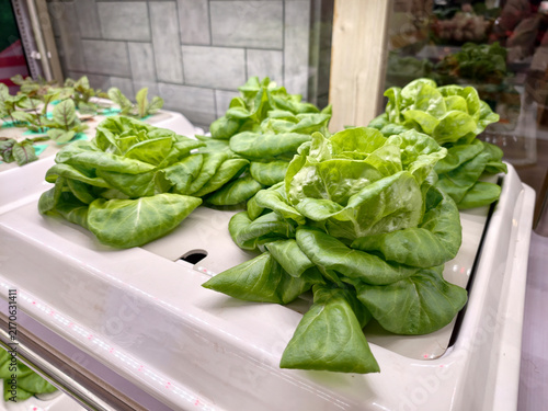 Fresh butterhead lettuce growing on indoor hydroponic shelf