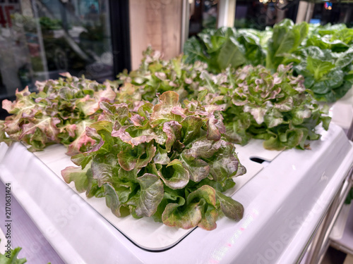 Fresh red oak lettuce growing on indoor hydroponic system