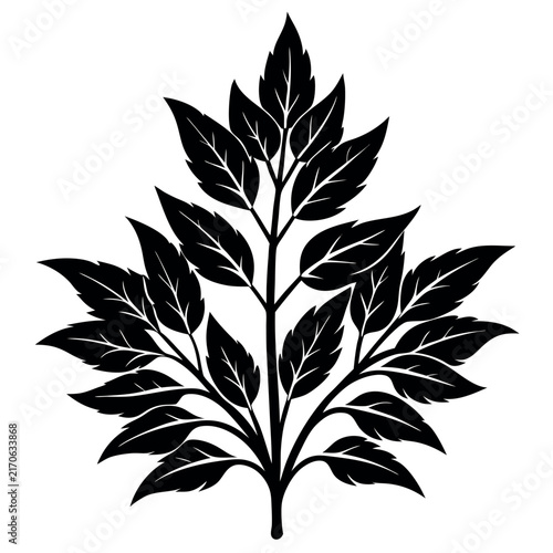 A plant  