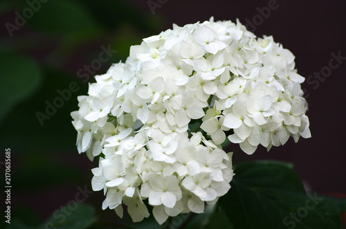 Fototapeta White hydrangea flowers close up