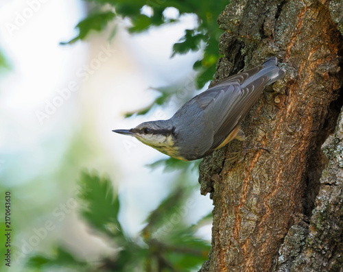 Eurasian nuthatch (Sitta europaea) climbing headfirst down a tree trunk