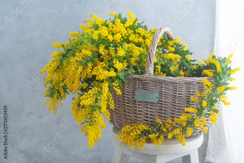 籐かごからあふれる鮮やかな黄色いミモザの春の花飾り