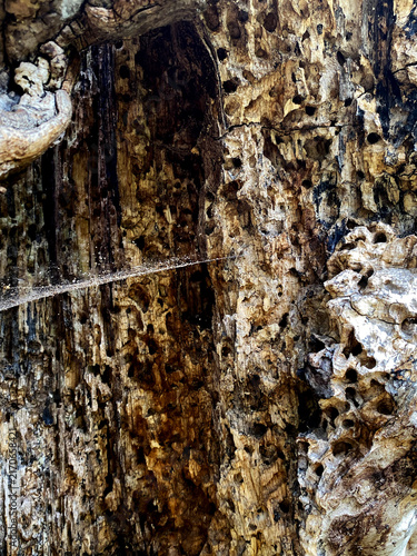 Konstfotografi The image shows an internal cross-section or trunk of an old tree with characteristic small holes and passages that appear to have been gnawed by insect pests