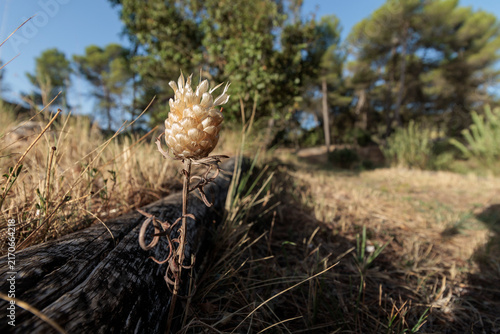 Inflorescencia seca de cuchara de pastor, Rhaponticum coniferum, en el suelo de un pinar, Alcoy, España