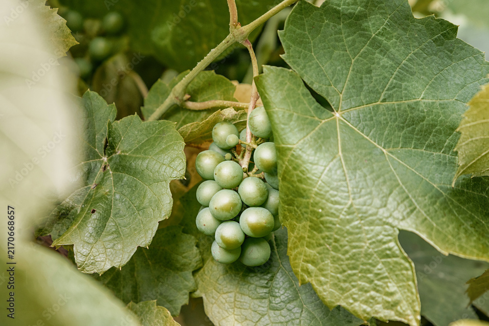Fototapeta premium Tight cluster of unripe green grapes nestled among broad textured vine leaves, captured in close-up detail. Winery concept.