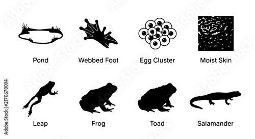 Foto Amphibian Life Cycle Vector Icons: Pond, Egg Cluster, Frog, Toad, Salamander, We