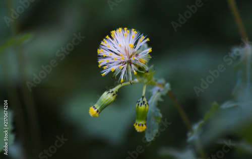 Картината върху платно Senecione comune (Senecio vulgaris)