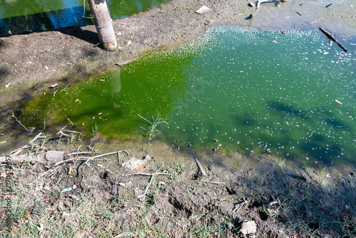 Foto A stagnant pool of water covered with green algae and the damp, muddy shoreline surrounding it