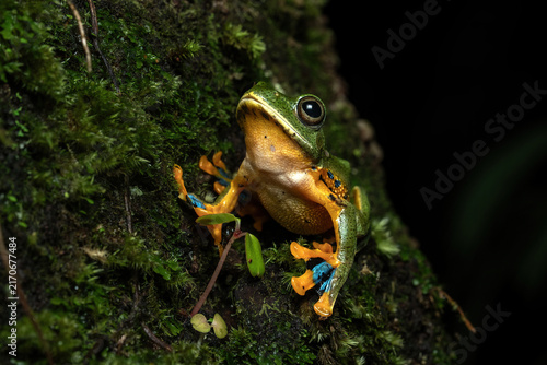 Rhacophorus reinwardtii or Green flying frog in a rainforest in Central Java, Indonesia. 