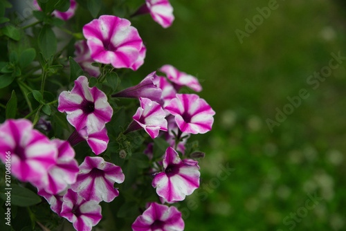 Close-up of pink and white SuperVista petunia flowers in bloom