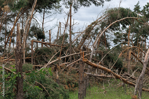 Quadro su tela Broken and fallen pine trees form a dense tangled mass in a forest devastated by storm winds
