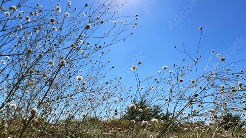 A flowering bush with butterflies in the autumn steppe