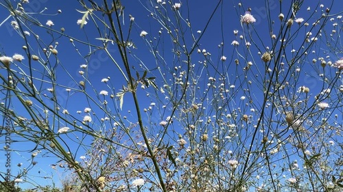 A flowering bush with butterflies in the autumn steppe