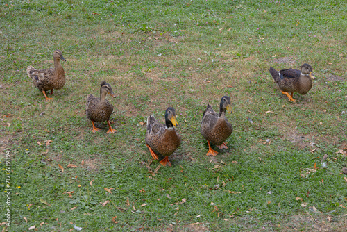 Картината върху платно Group of domestic Rouen ducks walking on green grass in the backyard