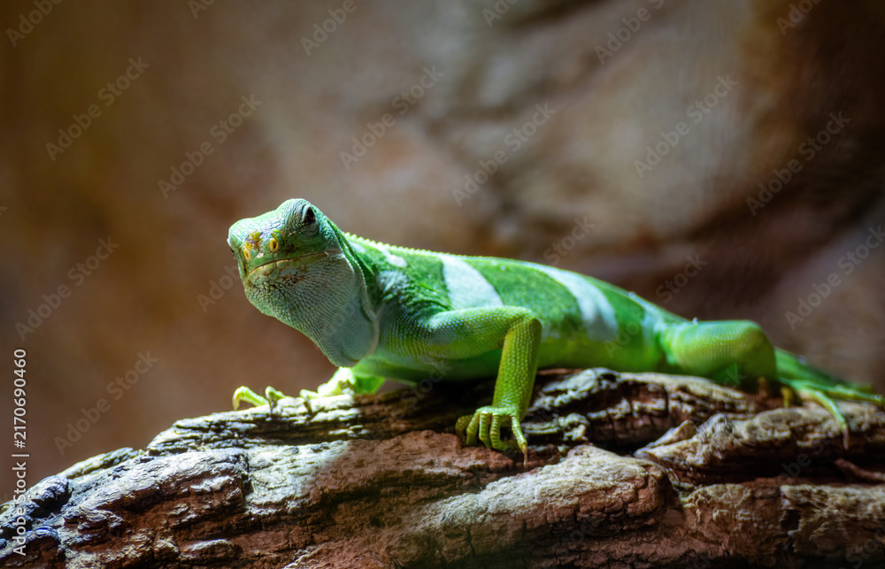 Fototapeta premium Fiji banded iguana with bright green and white stripes resting on a tree log.