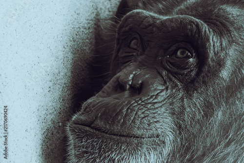 Photography Close up portrait of a chimpanzee face looking up with a thoughtful expression