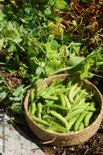 Ripe green pea pods overflowing a natural straw basket, resting among lush pea plants in a sunny backyard garden