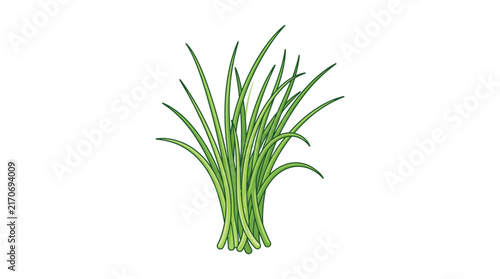 Fresh green chives isolated as a vibrant culinary herb illustration for healthy organic cooking recipes