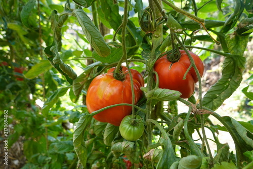 Foto Organic heirloom tomatoes ripening on the vine in a home garden, showing fresh p