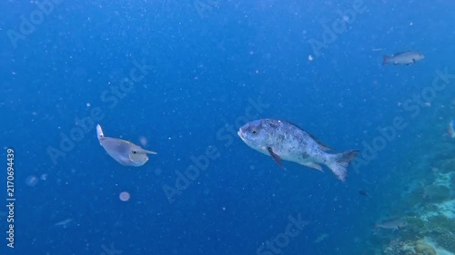 Black and white snapper fish swimming in the blue Indian Ocean near Ellaidhoo island, the Maldives