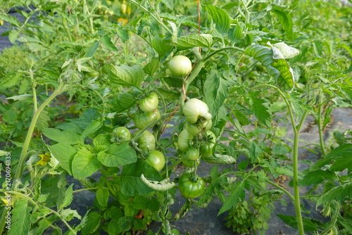 Konstfotografi Green tomatoes growing on vine in garden
