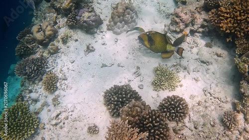 Titan Triggerfish searching for food in the sand of a reef near Ellaidhoo island, Maldives