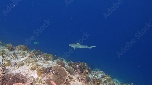 Blacktip reef shark swimming around the colorful corals in the Maldives